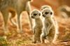 Wild_Animal_Babies_2